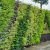 Jasa Taman Dinding Jakarta – Green wall