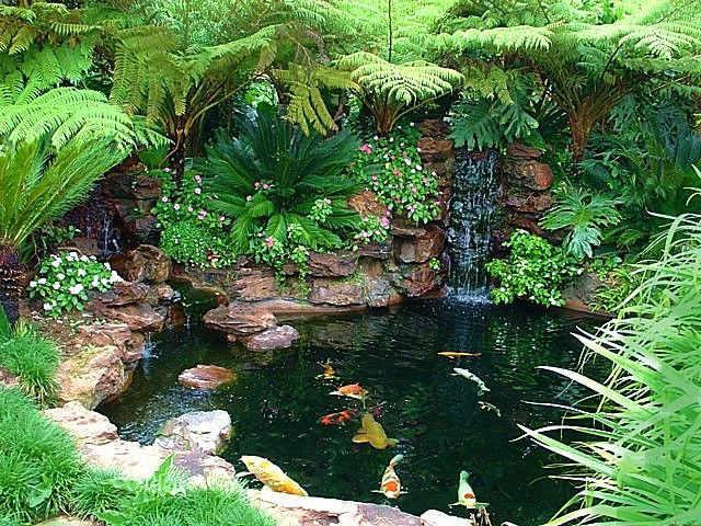 Tukang-Kolam-Koi-Sawangan